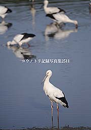 �R�E�m�g���L�^�ʐ^�W2511